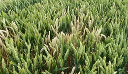 Take-all life cycle and disease symptoms in cereals